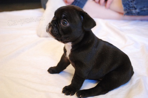 Francuski buldog �tenci za prodaju