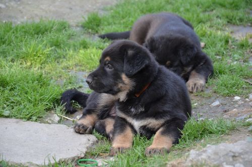 N�meck� ov��k