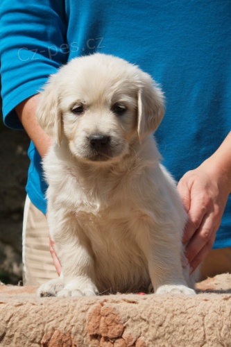 Zlat� retr�vr - golden retriever �t���tka s PP