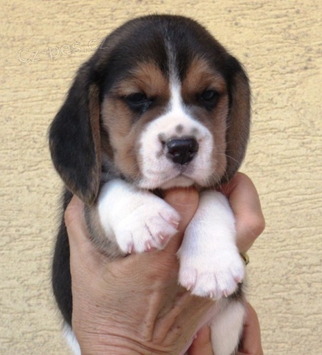 Beagle - b�gl s PP