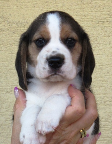 Beagle - b�gl s PP
