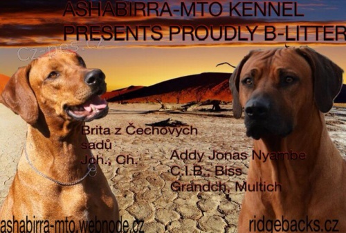  P�ij�m�me rezervace na �t���tka rhod�sk�ho ridgebacka 