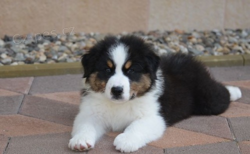 Australsk� ov��k �t��ata s PP