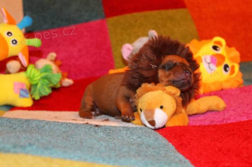 Predaj �teniatka Rhodesian ridgeback