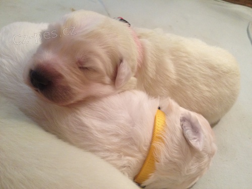 SLOVENSK� �UVA� �t��ata s PP