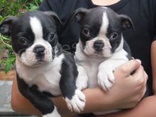 Boston teri�r �tenata pro prodej