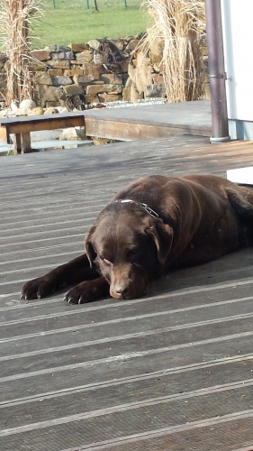 Zdarma kryt� labradora