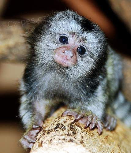 2 D�te Kosman Zakrsl� Opice Pro Prodej