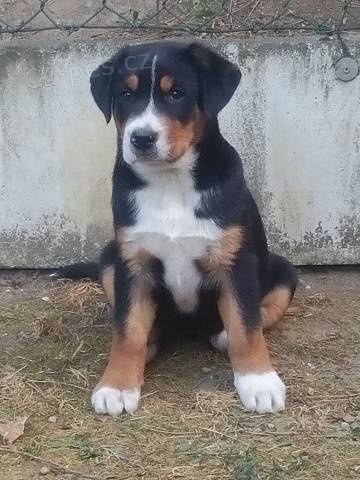 Prod�m �t�n� Velk�ho �v�carsk�ho Sala�nick�ho psa