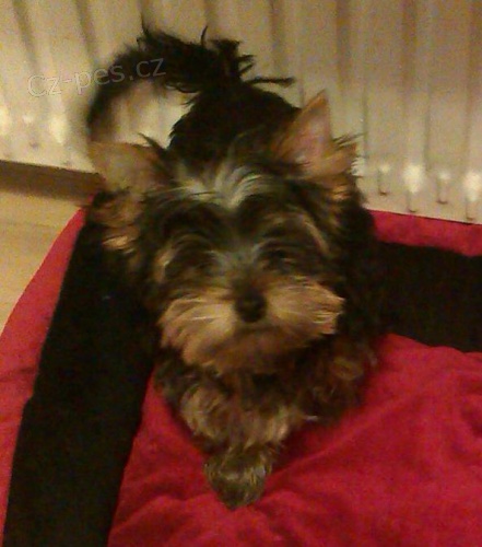 Jork��rsk� terier s PP Ne mini!!!