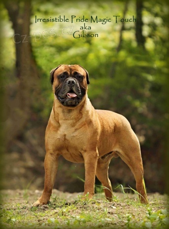  Kryc� pes bullmastif