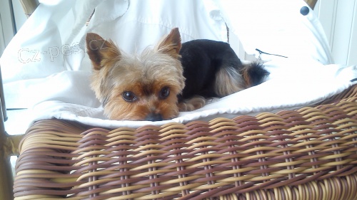 Hled�m nev�stu :)