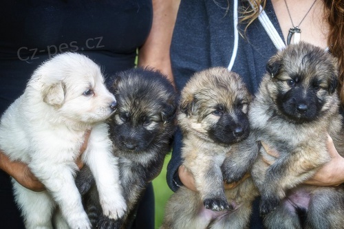 N�meck� ov��k - �t���tka s p.p.