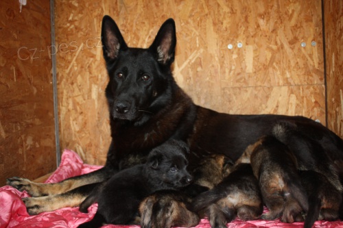 N�meck� ov��k - �t��ata s PP