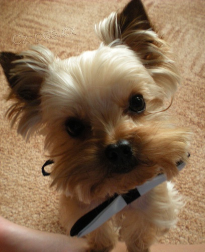 Nab�z�m jork��rka ke kryt�