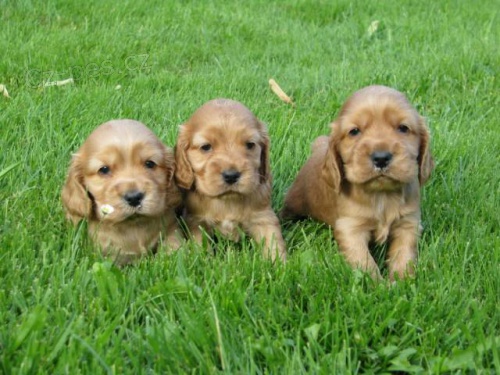 Prod�m �t���tka anglick�ho kokr�pan�la