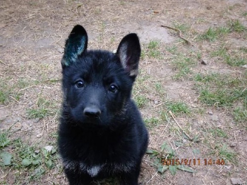 n�meck� ov��k s pp 