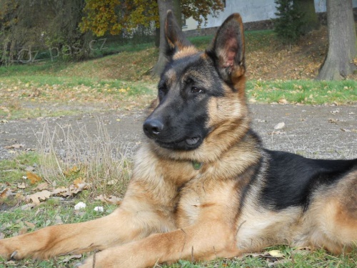 N�meck� ov��k s PP - fena NO, hl�da�ka i kamar�dka