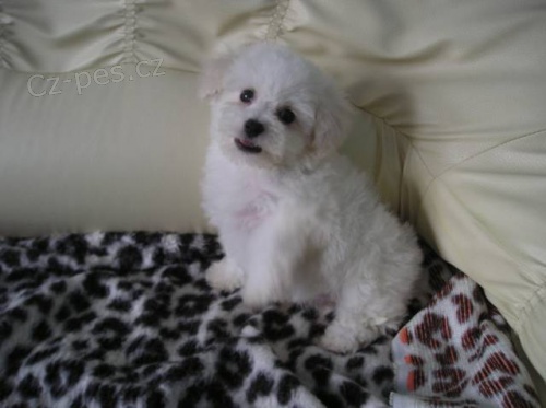 Bi�onek fris� s PP