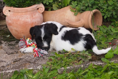 Tibetsk� teri�r s PP