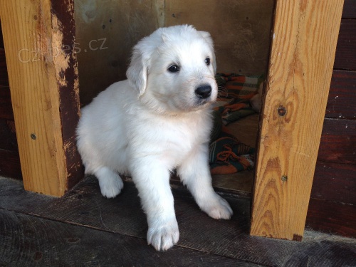 SLOVENSK� �UVA� posledn� t�i �t��ata s PP