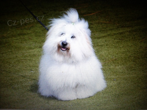 Coton de Tule�r - nab�dka kryt�