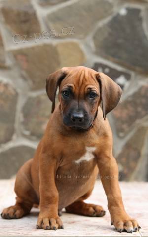 Rhod�sk� ridgeback - �t���tka s PP