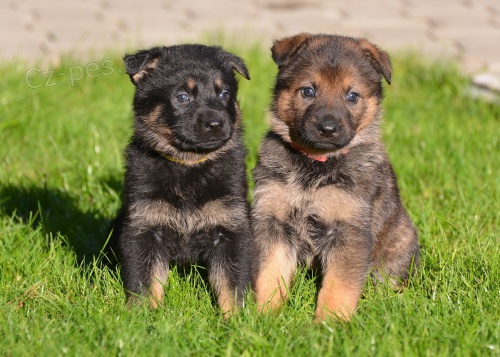 �t��ata NO s PP