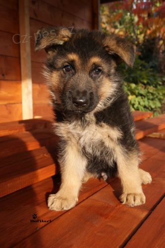 N�meck� ov��k - �t�n� s PP