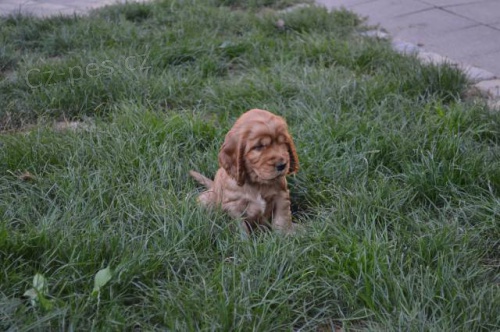 Anglick� kokr�pan�l