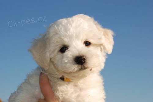 Prodej - �t��ata bi�onek