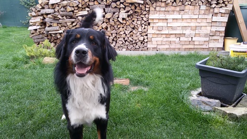 Ber�ek chce �t��ata