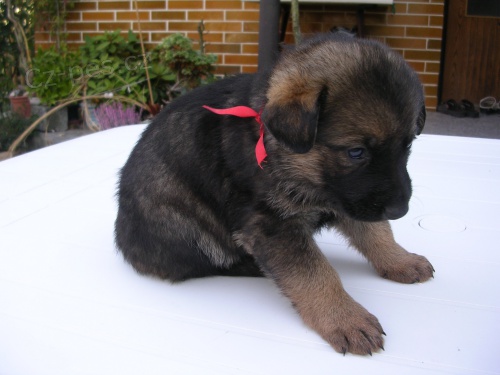 N�meck� ov��k pro sport a rodinu