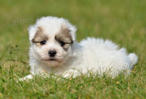 �t��ata Coton de Tul�ar