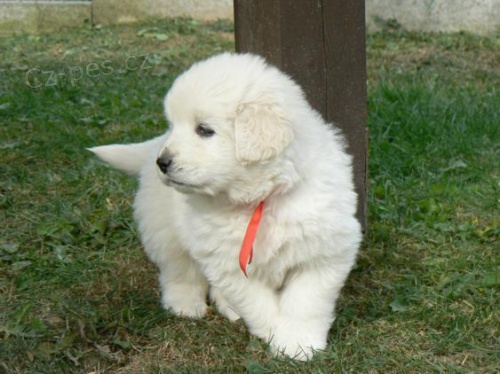 podhalansk� ov��k - �t���tka na prodej