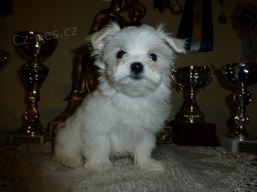 Malt�zsk� ps�k s PP