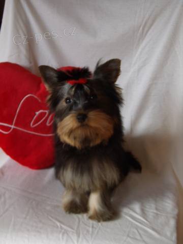 �t��ata Jork��rsk�ho teri�ra s PP