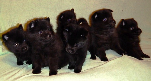 �iperka- �t���tka s PP