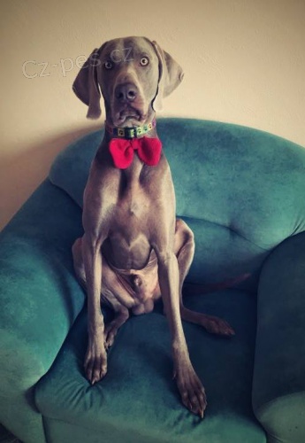 Nabidka V�marskeho ohare ke kryt�