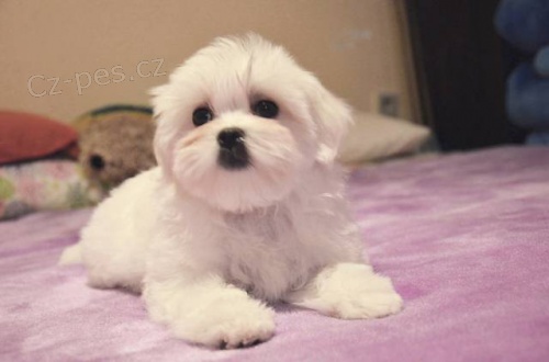 Malt�z��ek - fene�ka s rodokmenem