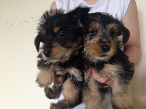 Jork��rsk� teri�r Stenatka. 