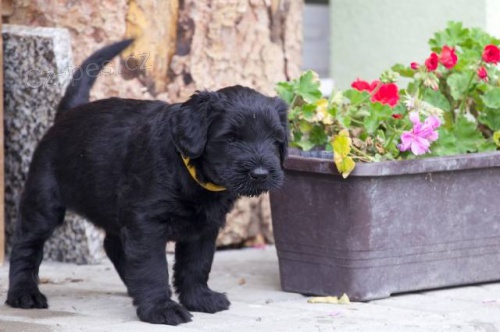 �t��ata kn�ra� velk� �ern� s PP (kluci)