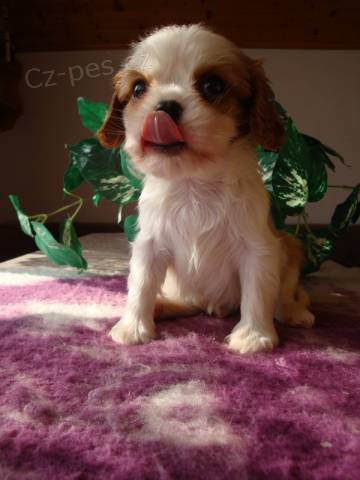 Kaval�r King Charles �pan�l, KKCH�