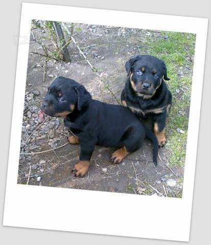 Rotvajler �t��ata