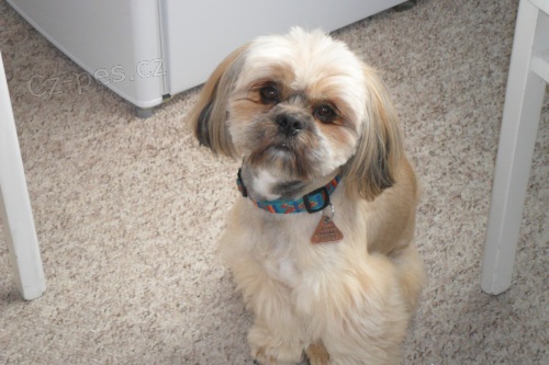 Shih-tzu - Nab�z�m psa na kryt� 