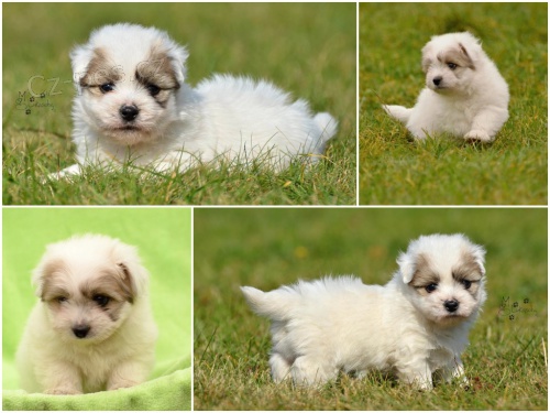 �t��ata Coton de Tul�ar