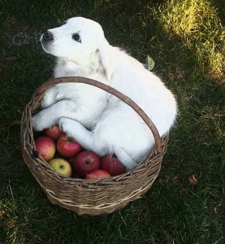 Zlat� retriever �t���tka s PP