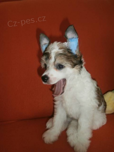 ��nsk� chocholat� pes s PP