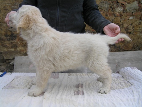 Zlat� retriever - retr�vr, �t���tka-pejskov� s PP