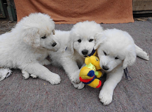 Slovensk� �uva� �t��ata s PP